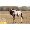 Image 1 : 2.0 Yearling White-Bearded Wildebeest