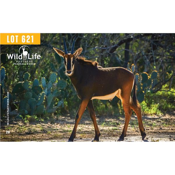 2.0 Yearling Sable