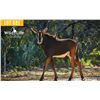 Image 1 : 2.0 Yearling Sable