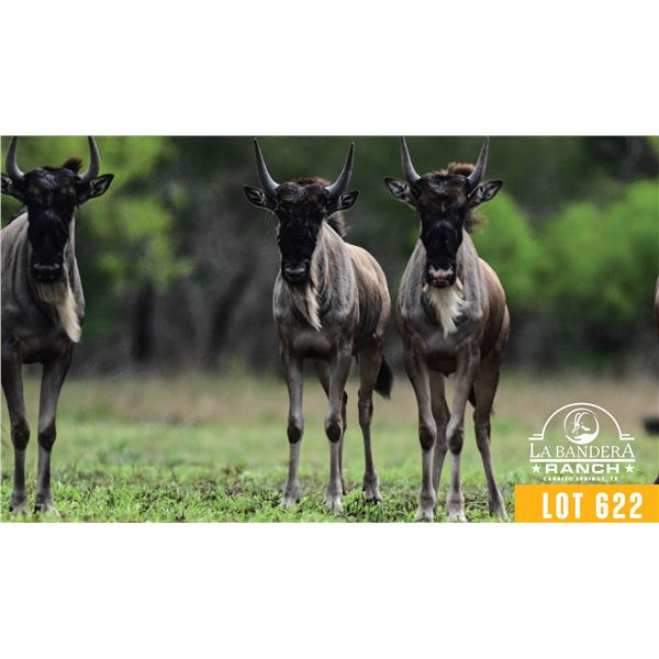 0.2 Yearling White-Bearded Wildebeest