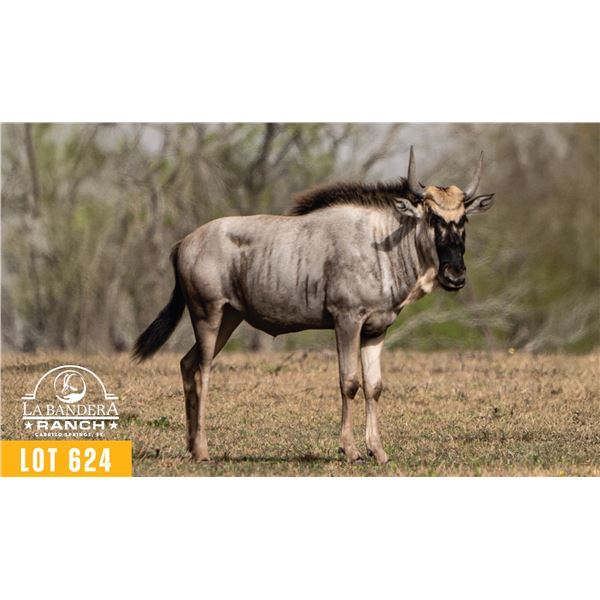 2.0 Yearling White-Bearded Wildebeest