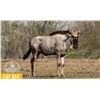 Image 1 : 2.0 Yearling White-Bearded Wildebeest