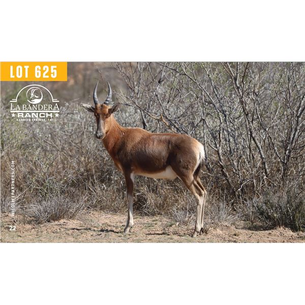 2.0 Yearling Blesbok