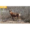 Image 1 : 2.0 Yearling Blesbok