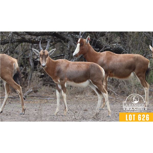 0.2 Yearling Blesbok