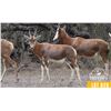 Image 1 : 0.2 Yearling Blesbok
