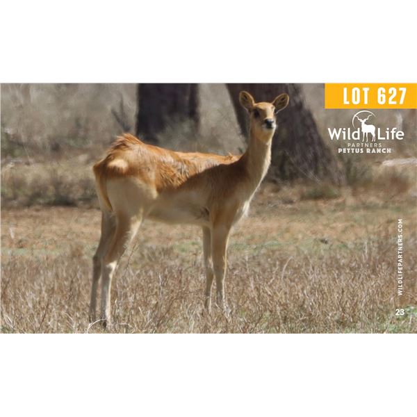 0.2 Yearling Nile Lechwe