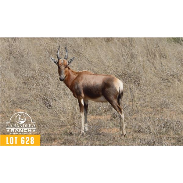 2.0 Yearling Blesbok