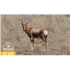 Image 1 : 2.0 Yearling Blesbok