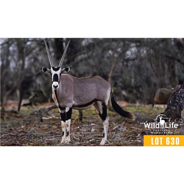 2.0 Yearling Gemsbok