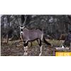 Image 1 : 2.0 Yearling Gemsbok