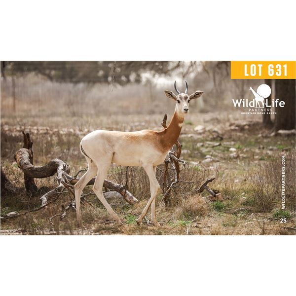 0.1 Yearling Dama Gazelle