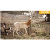 Image 1 : 0.1 Yearling Dama Gazelle