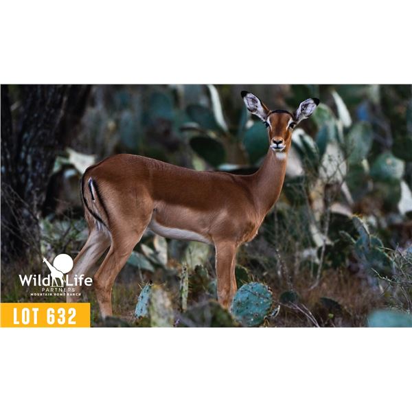 0.2 Yearling Impala