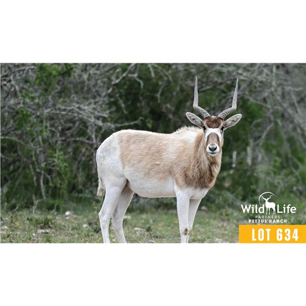 0.2 Two Year Old Addax