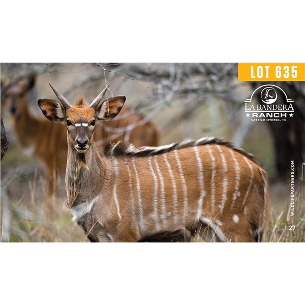 2.0 Yearling Nyala