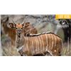 Image 1 : 2.0 Yearling Nyala