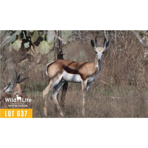 2.0 Yearling Springbok