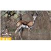 Image 1 : 2.0 Yearling Springbok