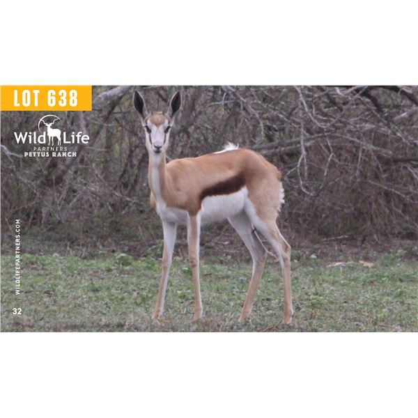 0.2 Yearling Springbok