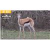 Image 1 : 0.2 Yearling Springbok
