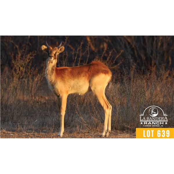 1.2 Yearling Nile Lechwe