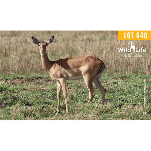0.2 Yearling Impala