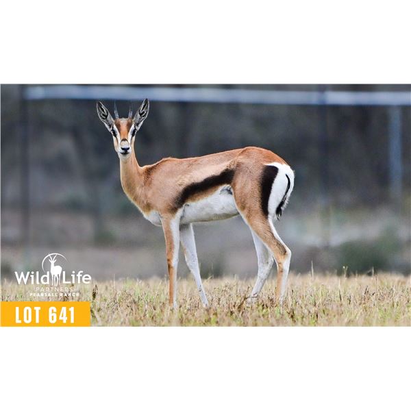 0.2 Yearling Grant's Gazelle