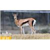 Image 1 : 0.2 Yearling Grant's Gazelle