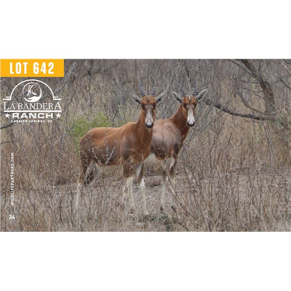 2.0 Yearling Blesbok