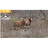 Image 1 : 2.0 Yearling Blesbok