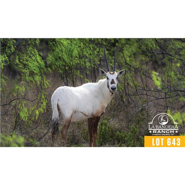 0.2 Yearling Arabian Oryx