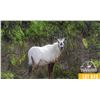Image 1 : 0.2 Yearling Arabian Oryx