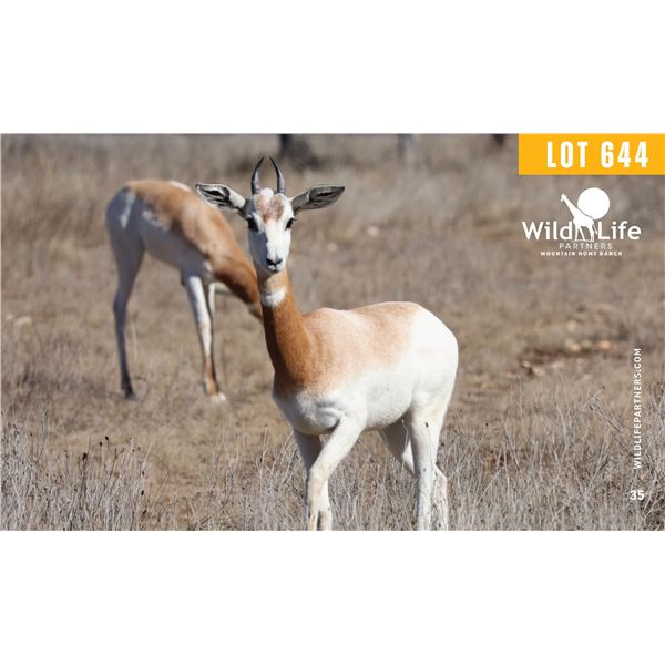 0.2 Yearling Dama Gazelle