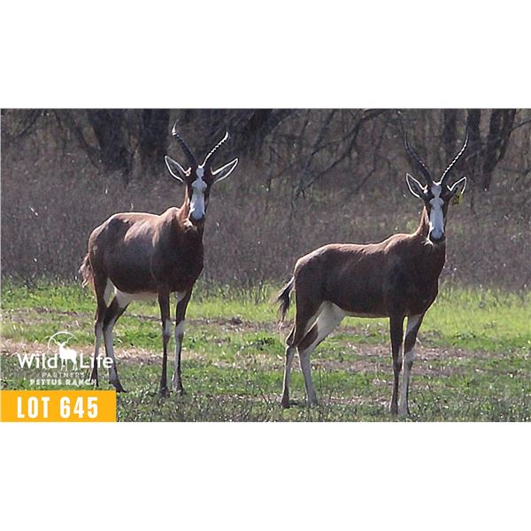 0.2 Mature Blesbok