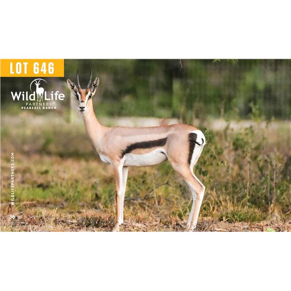 0.2 Yearling Grant's Gazelle