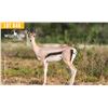Image 1 : 0.2 Yearling Grant's Gazelle
