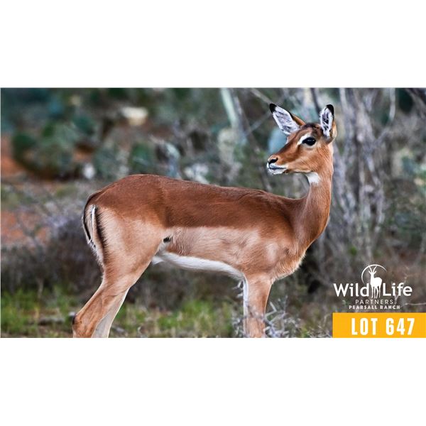 0.2 Yearling Impala