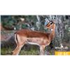 Image 1 : 0.2 Yearling Impala