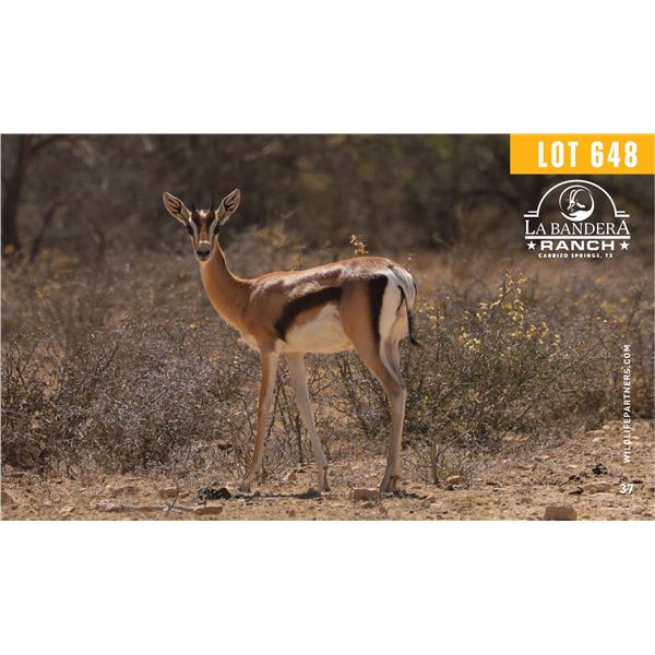 0.1 Yearling Grant's Gazelle