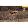 Image 1 : 0.1 Yearling Grant's Gazelle