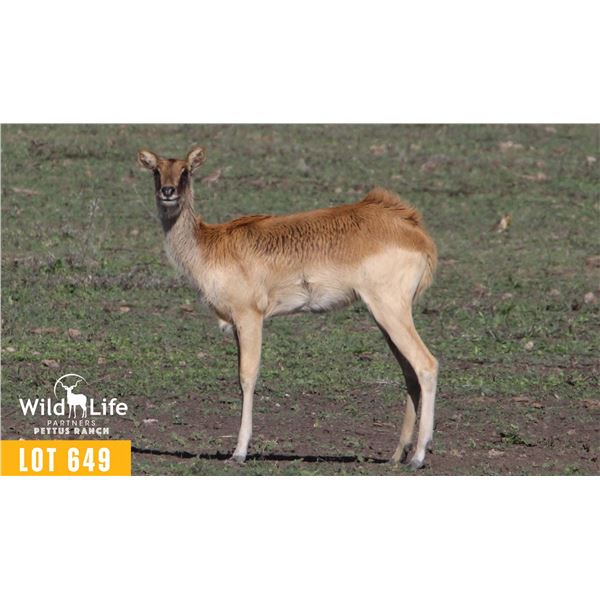 0.2 Yearling Nile Lechwe