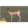 Image 1 : 0.2 Yearling Nile Lechwe