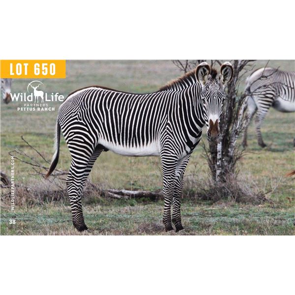 1.0 Yearling Grevy's Zebra