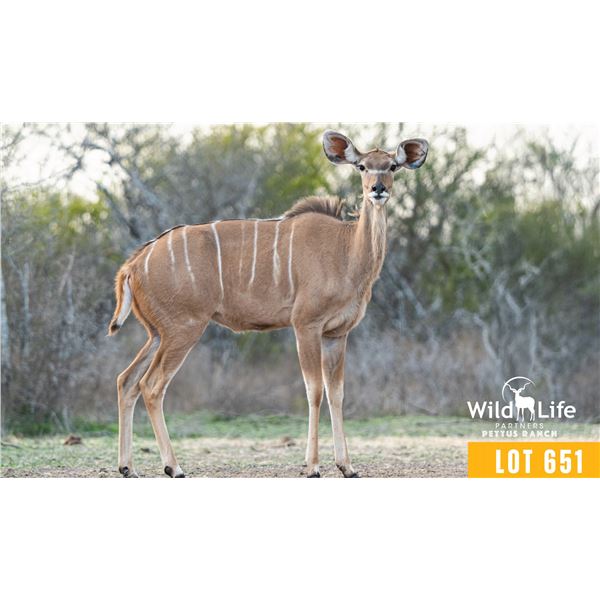 0.1 Mature Exposed Kudu