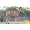 Image 1 : 0.1 Mature Exposed Kudu