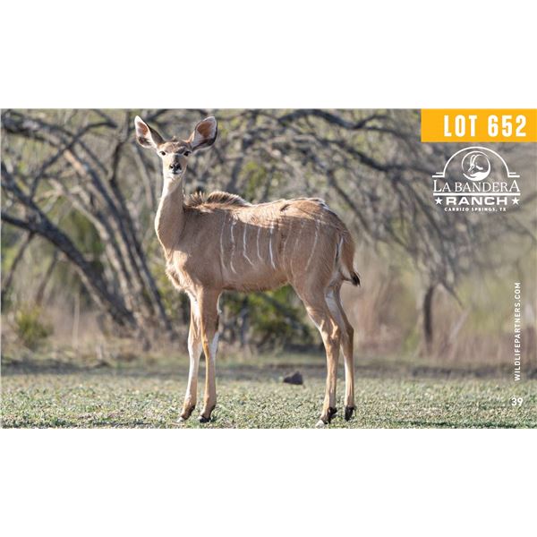 0.1 Yearling Kudu