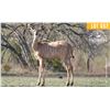 Image 1 : 0.1 Yearling Kudu