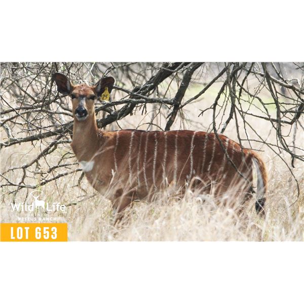 0.1 Mature Exposed Nyala