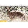 Image 1 : 0.1 Mature Exposed Nyala